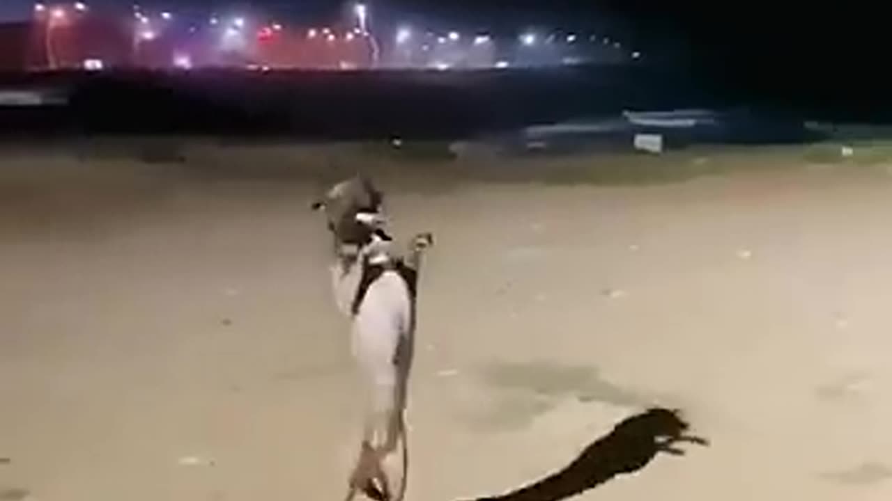 Dancing Dog