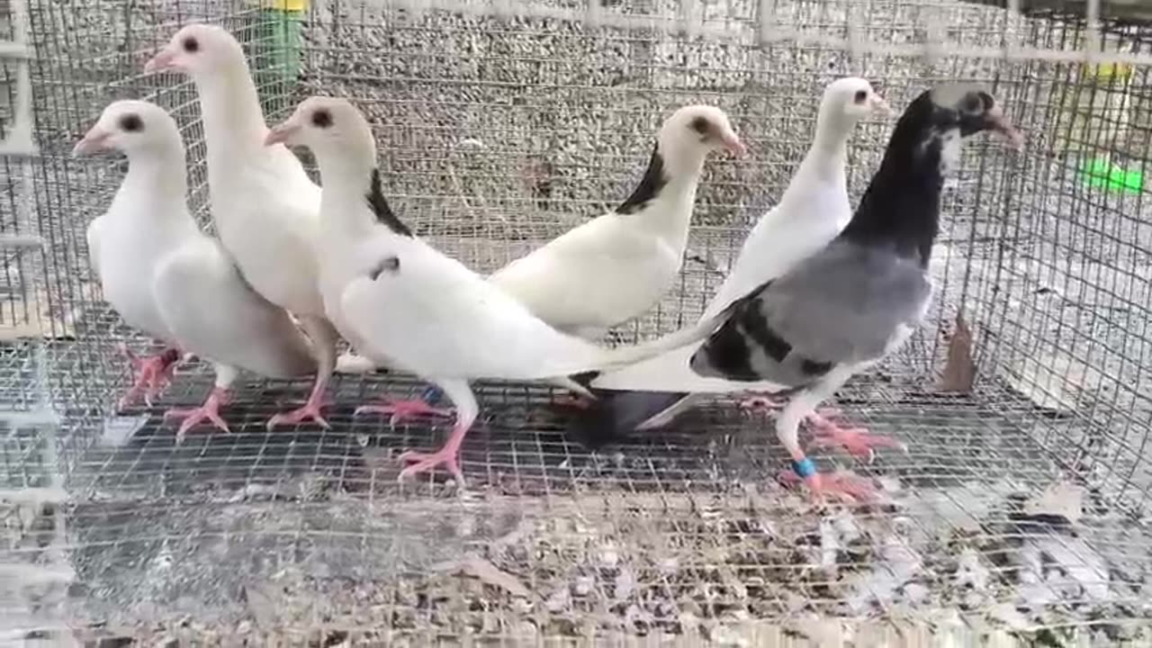 Beautiful pigeon breeder pair best flying