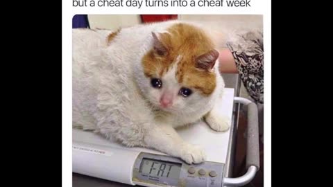 Random Memes 300