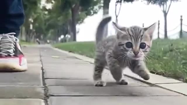 Cat video funny animal videos