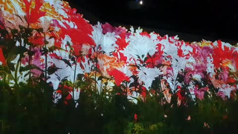 teamLab:LIFE exhibition 6