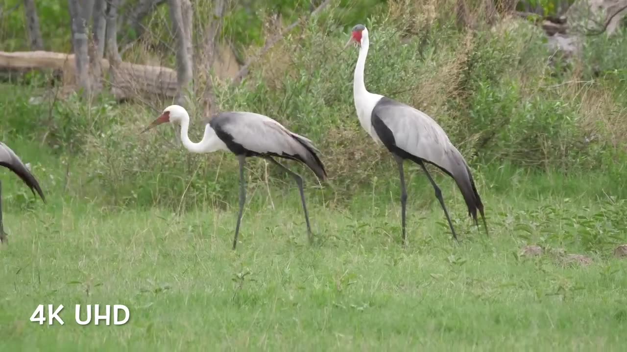 Colorful Birds in 4K - Planet Earth 4K | Beautiful Bird Sounds Nature Relaxation 4K UHD 60 FPS