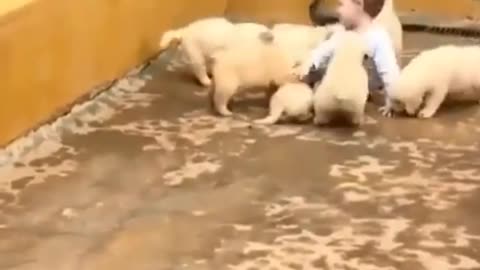 Baby Dog Playing With A Child