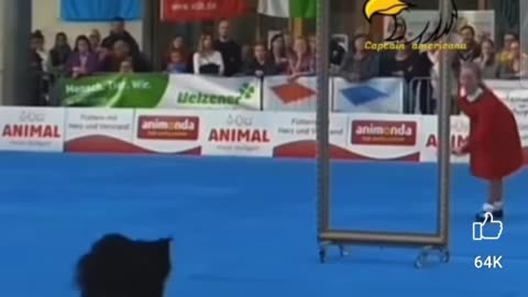 Dancing Dog Performance