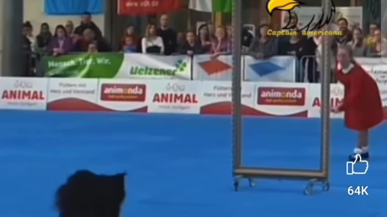 Dancing Dog Performance