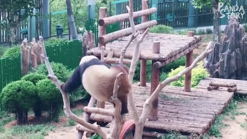 Panda Funny Videos