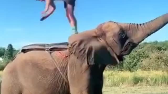 Amazing elephant launches man