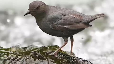 An American Dipper catches breakfast