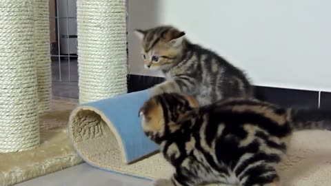 Funny Kittens