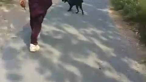 Sniffer Dog Searching the thief