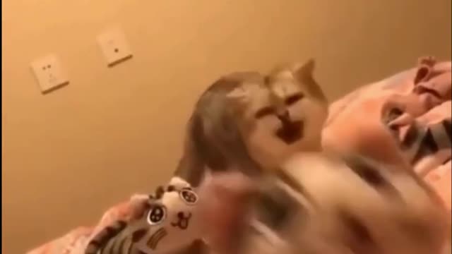 Funny Cats 😹 - Don't try to lauchter - Cute Funny Cats Life hack #shorts #funnyshorts