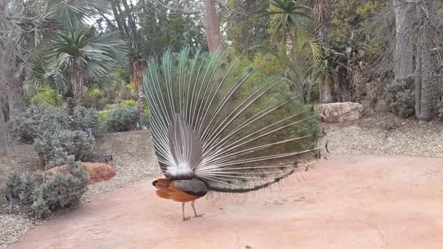 Great Peacock Dance Display