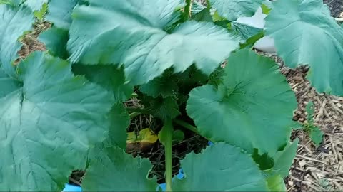 Garden Tour 6-12-24