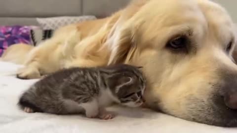 Tiny Kitten Loves a Golden Retriever