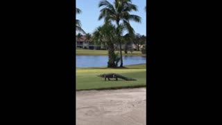 Legends Gator 2-4-22