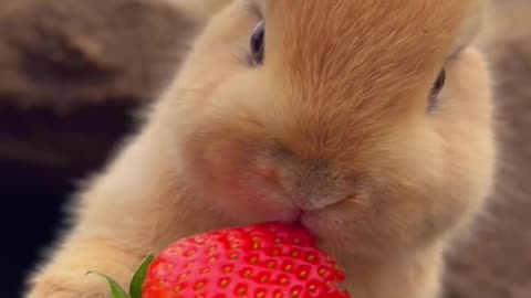 Rabbit eating strawberry