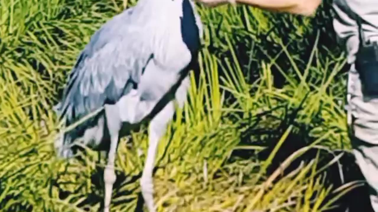 Shoebill the dinosaur 🦕 must watch