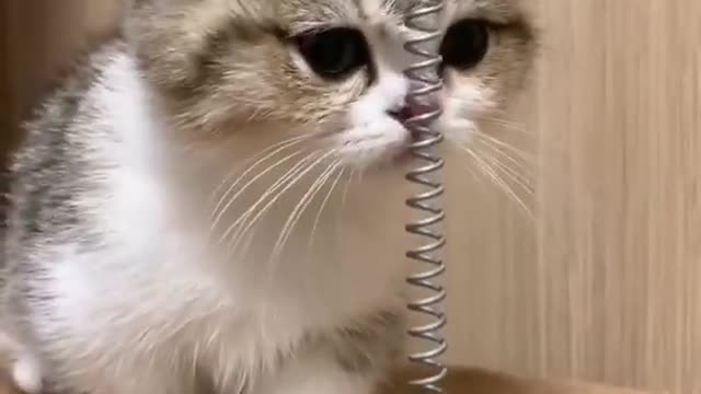 Cute cat in funny moment