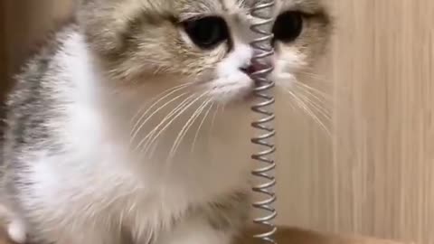 Cute cat in funny moment