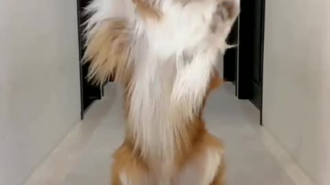 New dance student / female dog 🐕
