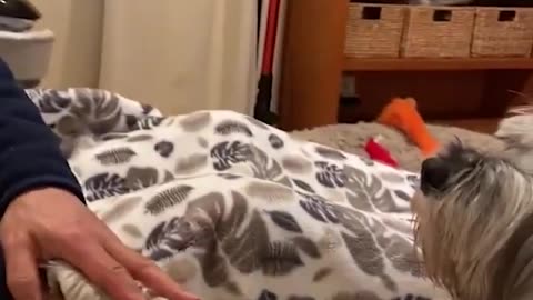 Cats and dogs funny fight,#cats fun time#animals love