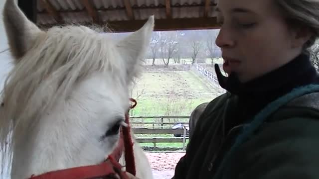 Pferde-Gesundheit - WOLFSZÄHNE