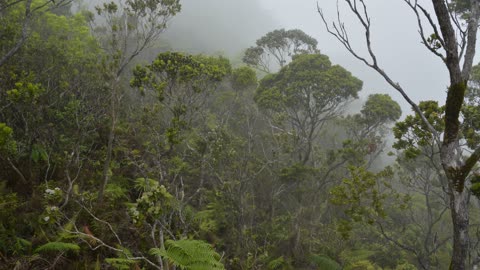 Kauai forests