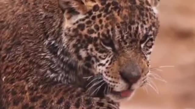 The leopard has had enough to dust itself off