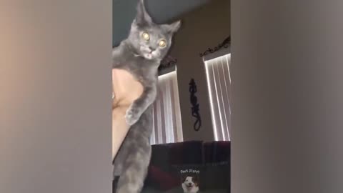 Funny Animals - Cute Dogs and Cats Doing Funny Things