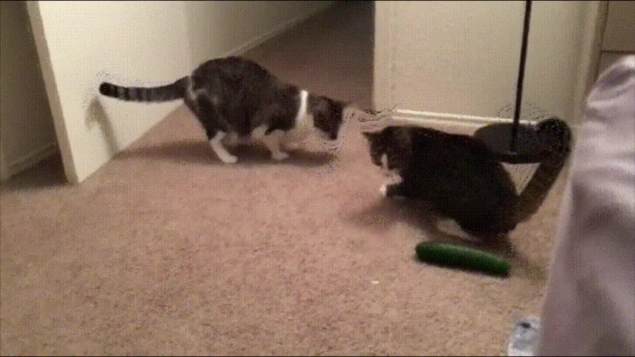 The cucumber!