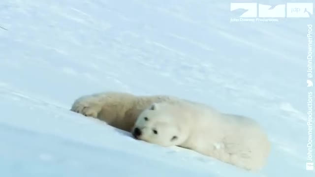 Adorably Cute Polar Bear Cubs Go Sledging!