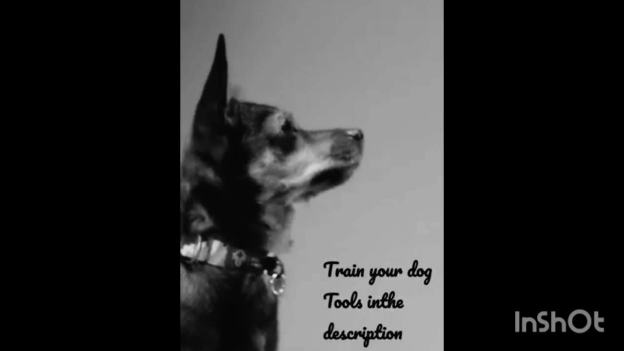 Cute dog training videos🤗