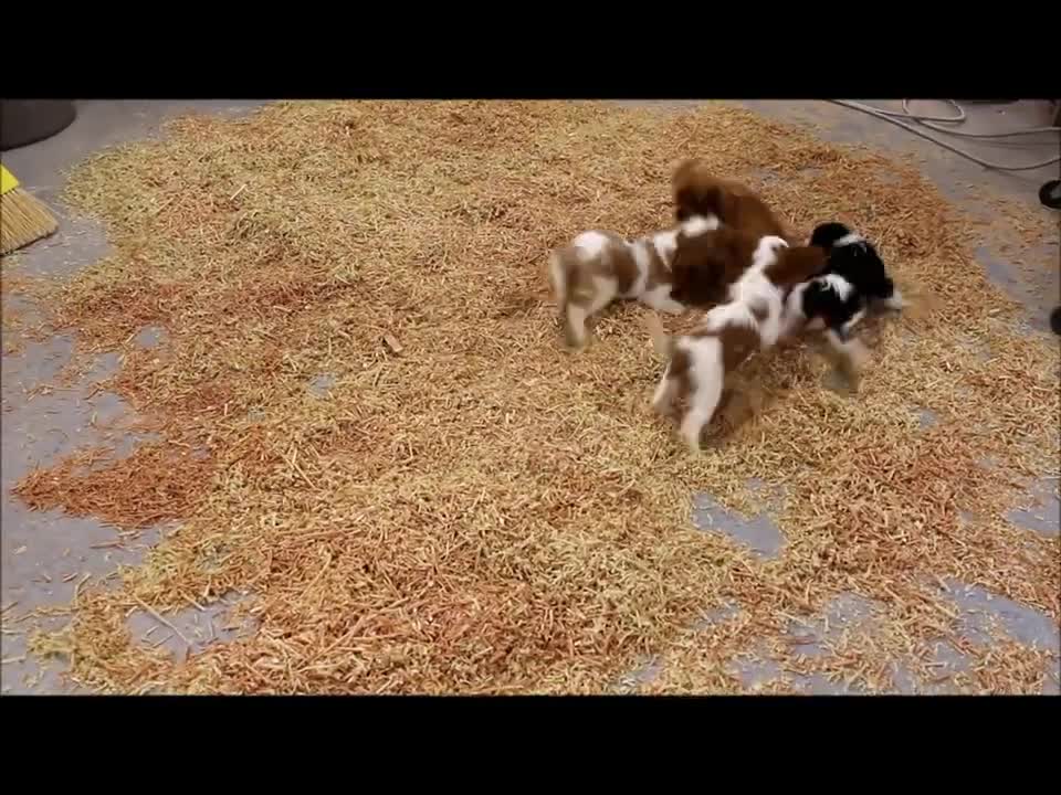 Room a Zoom, Zoom!