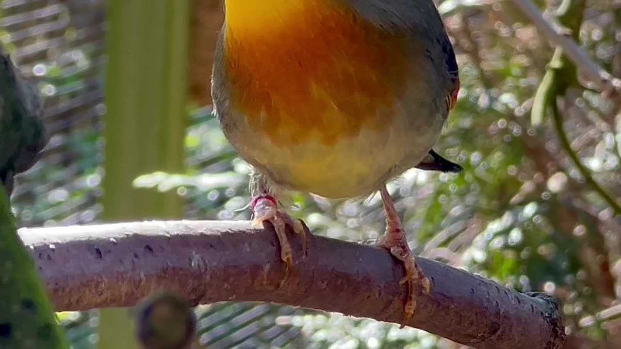 Breeding Pekin Robins | Chinese Nightingale | Aviary Birds