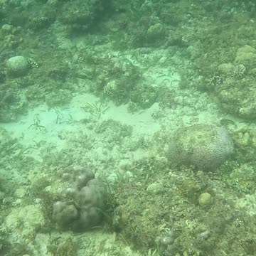 Snorkeling Morning!!