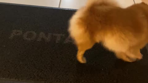 Pomeranian Cleans off Paws on Doormat