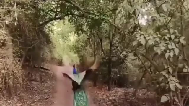 A hummingbird