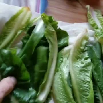 And The Lettuce Is Still Good!