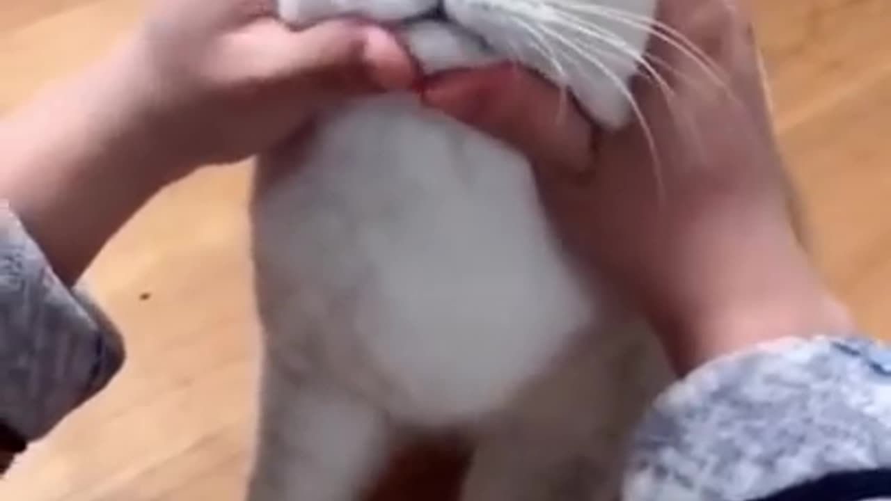 CAT FUNNY