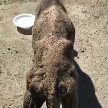 Mujer renuncia a sus días de relax para auxiliar a un perrito “convertido en piedra”