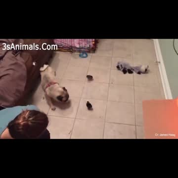 Rumble/dogs &puppies .dog playing with duck 🤣🤣 #funnydogsvideos