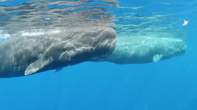 Deep ocean