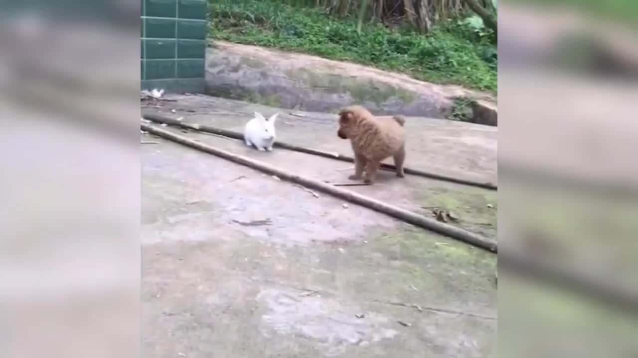 What the hell? It's funny how the rats enjoy it, too.
