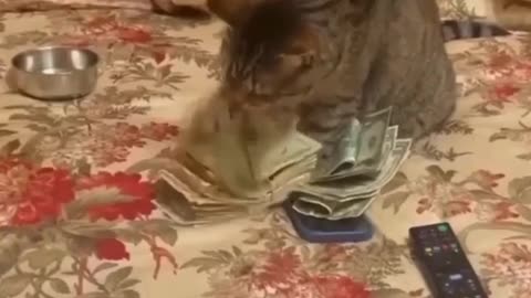 Cat count the money 🤑