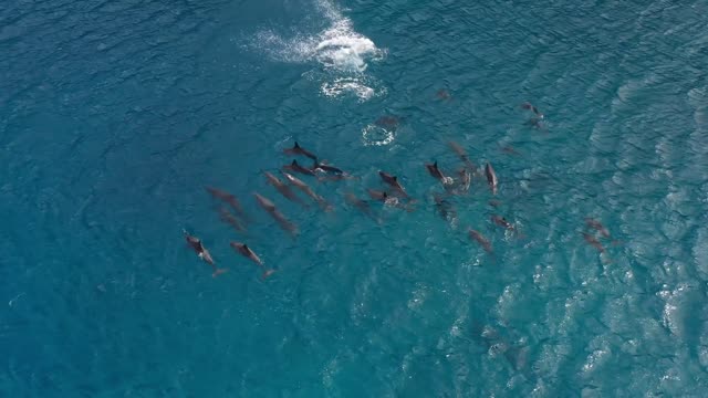 A Dolphin group