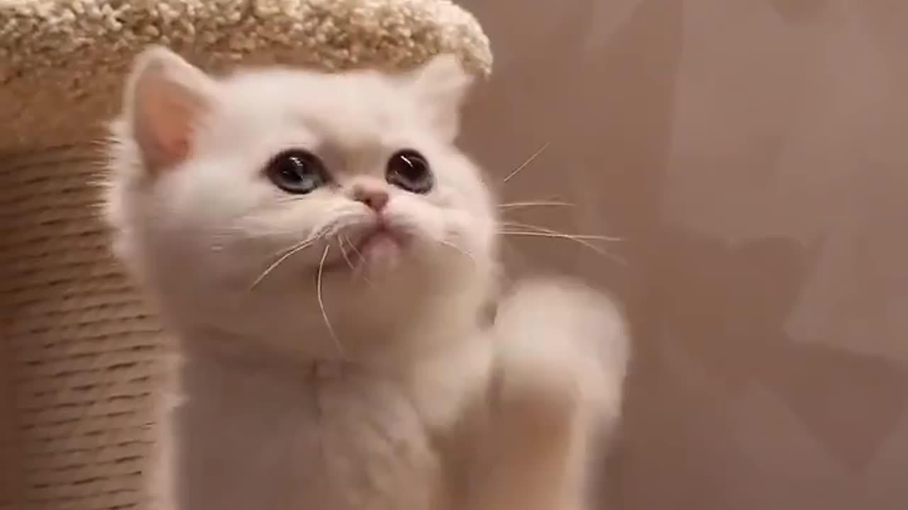 Baby Cats Cute and Funny moment #cat