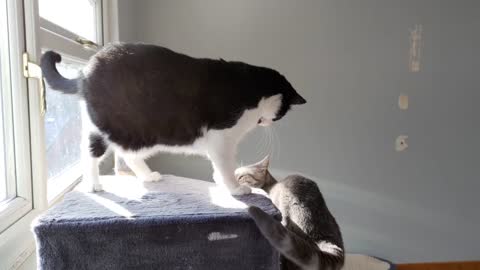 Cat Aggressively Grooms Other Cat(1)