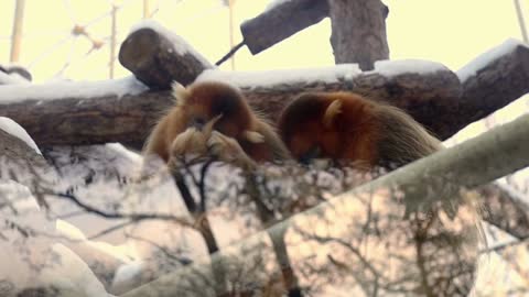 MONKEYS PLAYING WITH EACH OTHERS TAILS