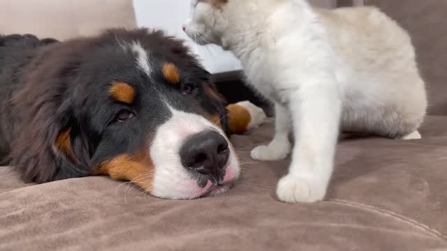 Bernese Mountain Dog Puppy Attacked by Kitten [TRY NOT TO LAUGH or GRIN]