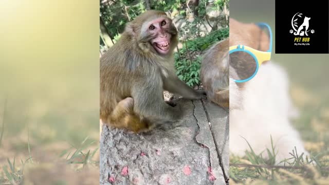 Best Funny Animal Compilation